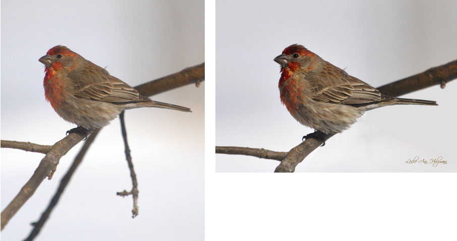 photoshop out branches