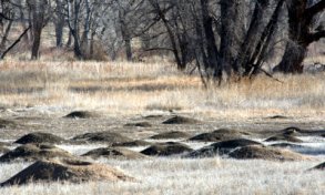 Prairie Dog town_ClearSpringsSWA-CO_20100306_LAH_9317