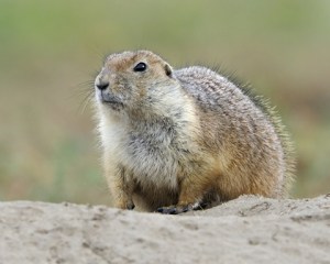 Prairie Dog_6038_filtered