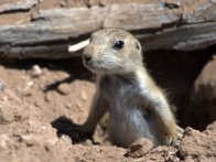 Prairie Dog_PhoenixZooAZ_20100515_LAH_5705