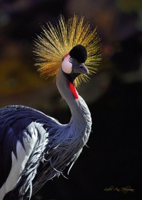12 x 18 Crowned Crane