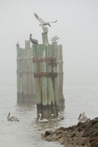 Brown Pelican_BonSecourNWR-AL_LAH_8831