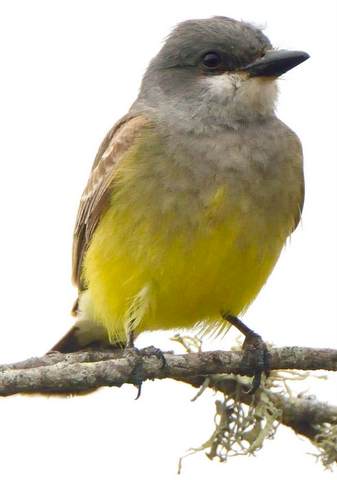 Cassin's Kingbird_MorroBay-CA_LAH_0229-002