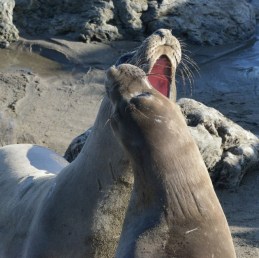Elephant Seal_SanSimeon-CA_LAH_0056