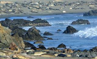 Elephant Seal_SanSimeon-CA_LAH_0155