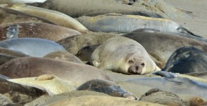 Elephant Seal_SanSimeon-CA_LAH_9895