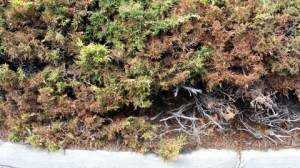 Juniper badly pruned_ColoSpgs_LAH