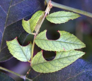 Leaf-cutter Bee damage on rose_DBG_LAH_7311