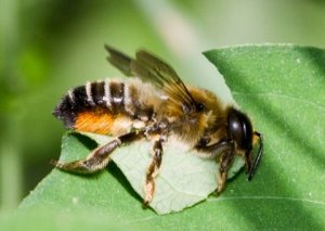 Leafcutter_bee_by_Bernhard_plank-001