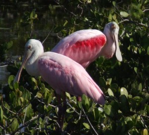 Roseate Spoonbills @MerrittIsNWR 29Dec07 LAH 544