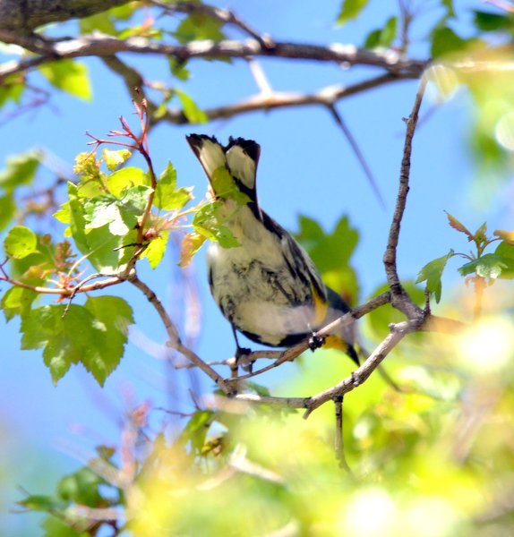 06_Durango-CO_LAH_2341-001