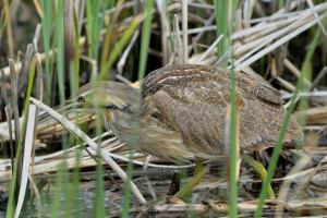 American Bittern_AlamosaNWR-CO_LAH_2731