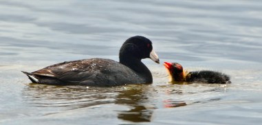 American Coot babies_MonteVistaNWR-CO_LAH_2851