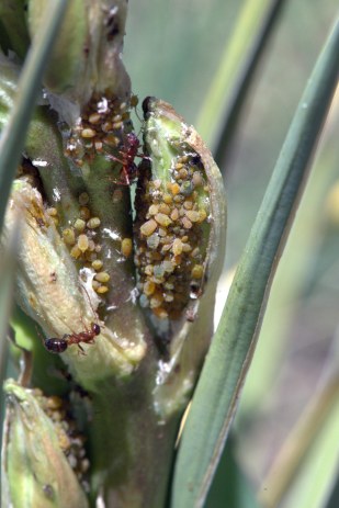 Aphids - Ants_ColoSpgs-CO_LAH_7251
