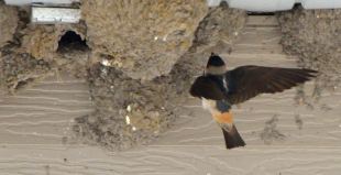 Cliff Swallow_AlamosaNWR-CO_LAH_2381