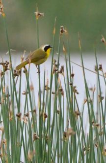Common Yellowthroat_RussellLakesSWA-CO_LAH_1537f