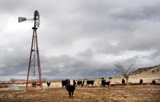 Cows_SetchfieldSWA-BentCountyCO_20100308_LAH_9760