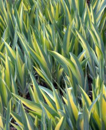 Iris pallida 'Variegata'_DBG_20100417_LAH_2747
