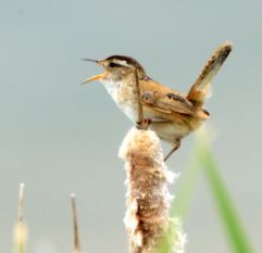 Marsh Wren_MonteVistaNWR-CO_LAH_2980