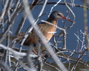 Virginia Rail_HaydenMeadows-LakeCo-CO_LAH_1868