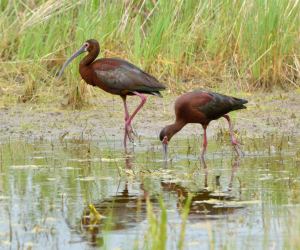 White-faced Ibis_AlamosaNWR-CO_LAH_2653