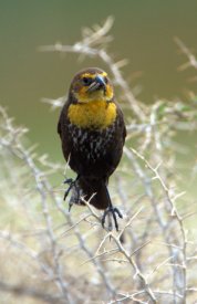 Yellow-headed Blackbird_AlamosaNWR-CO_LAH_2521
