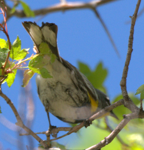 Yellow-rumped Warbler_Durango-CO_LAH_2344