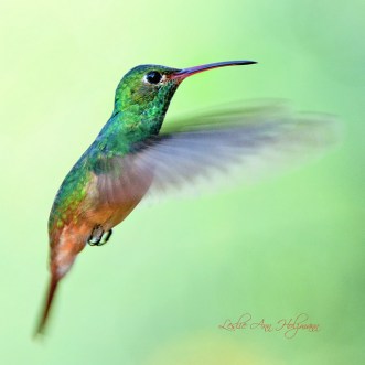 5x5 Buff-bellied Hummingbird_1314pf