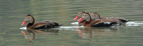 Black-bellied Whlstling-Duck_Brownsville-TX_LAH_3889e