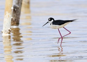Black-necked Stilt_CaboRojoNWR-PR_LAH_3462c5x7fil