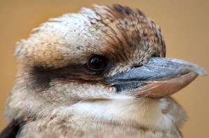 Kookaburra_DenverZoo_LAH_1554