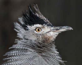 Kori Bustard_DenverZoo_LAH_1711