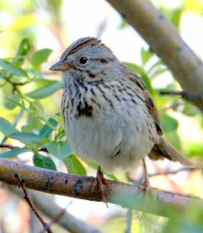 Lincoln's Sparrow_EchoLake-MtEvans_LAH_6138