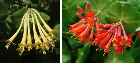 Lonicera - Honeysuckle