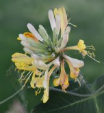 Lonicera japonica 'Hall's'_Honeysuckle_ColoSpgs-CO_LAH_3963