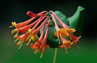 Lonicera sempervirens_Honeysuckle_DBG_LAH_6903