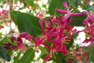 Lonicera tartarica q - Honeysuckle @ColoSpgs 2007may10 LAH 004