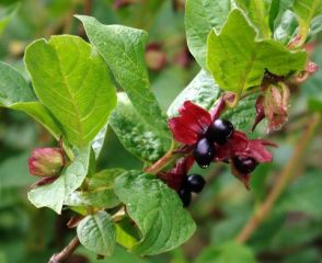 Lonicera_involucrata_wiki-001