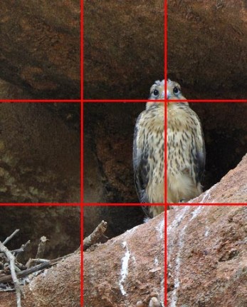 Prairie Falcon nest_RedRocksRanch-Hwy115-CO_LAH_6753