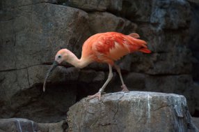 Scarlet Ibis_DenverZoo_20091007_LAH_3628
