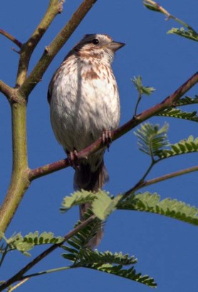 Song Sparrow_RiperianPres-GilbertAZ_20100514_LAH_2785