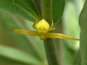 Spider on Thermopsis montana_Golden Banner_BlkForest-CO_LAH_8457