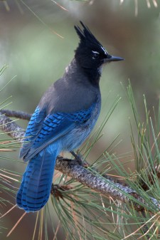 Steller's Jay_BlkForest-CO_LAH_0609.NEF
