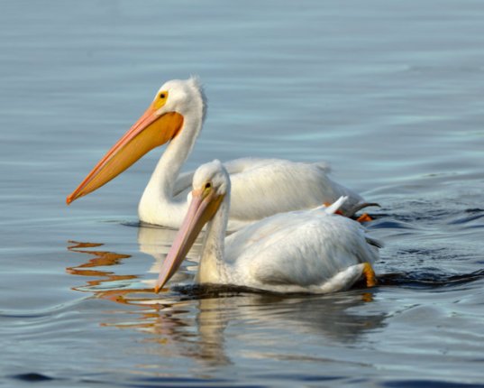 White Pelicans_DingDarlingNWR-FL_LAH_6696