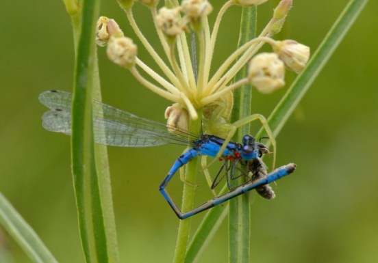 with spider_ChicoBasinRanch-CO_LAH_4144-001