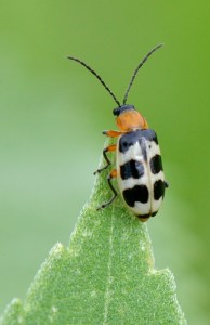 ChicoBasinRanch-CO_LAH_3943-001