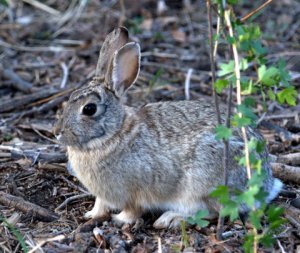 Eastern Cottontail_FCNC_LAH_1276