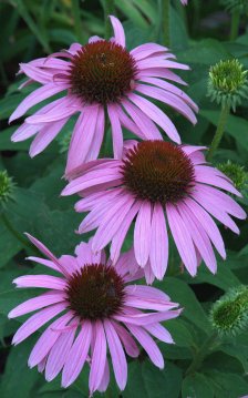 Echinacea purpura_Purple Coneflower_XG_ColoSpgs-CO_LAH_5652