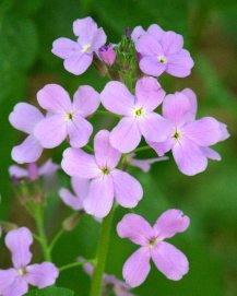 Hesperis matronalis_Dame's Rocket_ColoSpgs-CO_LAH_7355