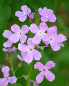 Hesperis matronalis_Dame's Rocket_ColoSpgs-CO_LAH_7355